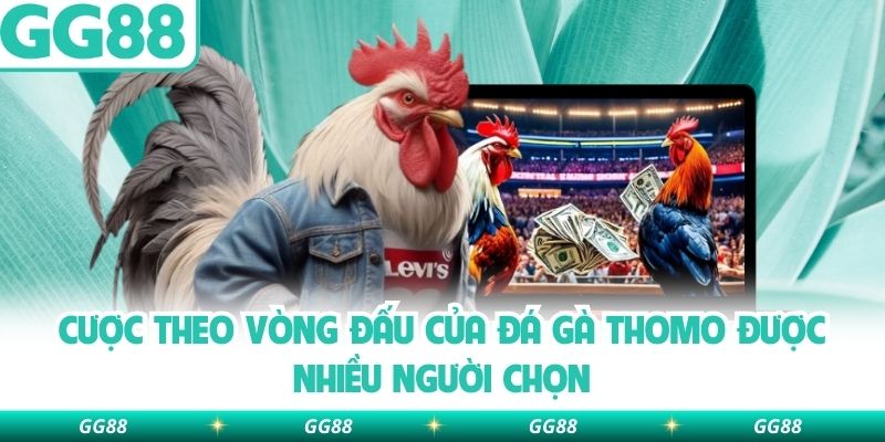 Cược theo vòng đấu của đá gà Thomo được nhiều người chọn